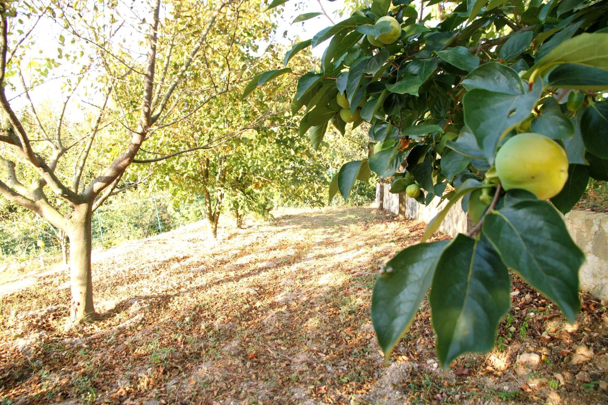 Bizim Ev Βίλα Sapanca Εξωτερικό φωτογραφία